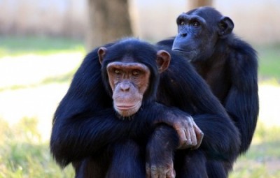 Servant leadership, dienend leiderschap - alfa chimpansee