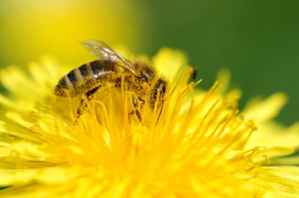 bij bijenproducten