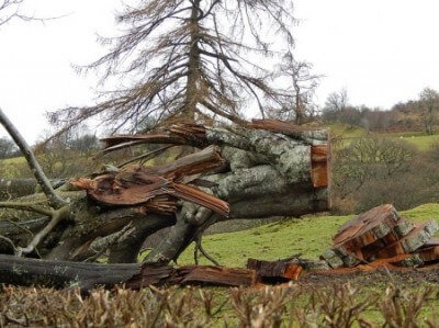 Inspiratie en ondernemen - houthakkers omgevallen boom